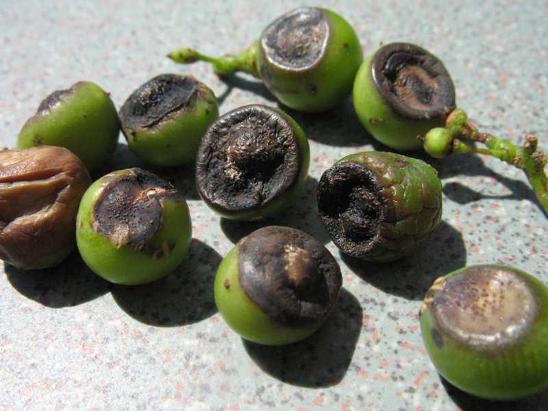 Fruit spots and rot